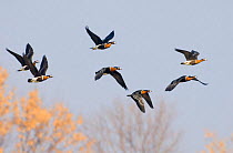 Seven Red-breasted Geese {Branta ruficollis} in flight, Duranulak, Bulgaria.