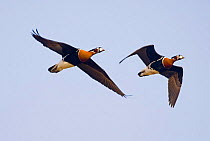 Two Red-breasted Geese {Branta ruficollis} in flight, Duranulak, Bulgaria.