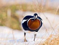 Red-breasted Geese {Branta ruficollis} Duranulak, Bulgaria.