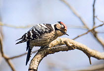 Male Lesser spotted Woodpecker {Dendrocopos minor} on branch.