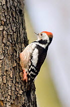 Middle spotted Woodpecker {Dendrocopos medius} on tree trunk, Bulgaria.