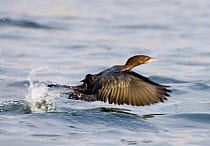Pygmy Cormorant {Microcarbo pygmeus} taking off out of water, Varna, Bulgaria.