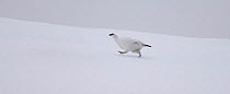 Rock Ptarmigan {Lagopus mutus} profile walking in snow, Scottish Highlands, UK. Winter plumage
