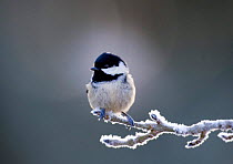 Coal Tit {Periparus ater} perching on frosty branch, Scotland, UK.