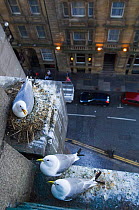 Kittiwakes {Rissa tridactyla} nesting on the side of Tyne bridge, Newcastle City Centre, UK.