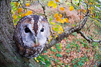 Looking down on Tawny Owl {Strix aluco} perched in tree, Kent, UK. Captive.