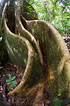 Large buttress roots of emergent tree in lowland rainforest, Soberiana NP, Panama.