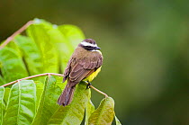 Rusty margined Flycatcher {Myiozetetes cayanensis harterti} perching on branch, Gamboa Road, Panama.