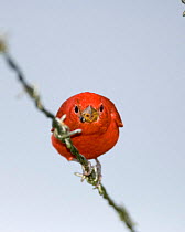 Male Summer tanager {Piranga rubra} portrait, perching on wire, Panama.