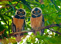 Two immature Spectacled Owls {Pulsatrix perspicillata / chapmani} perching in tree, Gamboa, Panama.