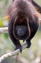 Black mantled howler monkey {Alouatta palliata} male on branch, Soberiana NP, Panama.