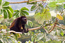 Black mantled howler monkey {Alouatta palliata} male howling from treetop, Soberiana NP, Panama.