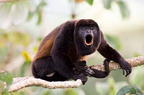 Black mantled howler monkey {Alouatta palliata} male howling on branch, Soberiana NP, Panama. Not available for ringtone/wallpaper use.