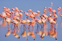 Lesser Flamingos {Phoeniconaias minor} Lake Nakuru, Rift Valley, Kenya.