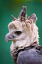 Harpy Eagle {Harpia harpyja} head profile, Summit Gardens, Panama  - individual from Peregrine Fund captive breeding programme.