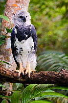 Harpy Eagle {Harpia harpyja} perching on branch, Summit Gardens, Panama  - individual from Peregrine Fund captive breeding programme.