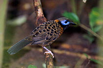 Ocellated Antbird {Phaenostictus mcleannani} profile perching on branch, Pipeline Road, Soberiana NP, Panama.