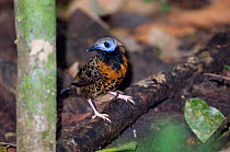 Ocellated Antbird {Phaenostictus mcleannani} at ground level, Pipeline Road, Soberiana NP, Panama.