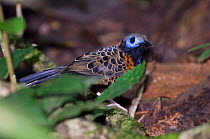 Ocellated Antbird {Phaenostictus mcleannani} at ground level, Pipeline Road, Soberiana NP, Panama.