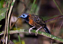 Ocellated Antbird {Phaenostictus mcleannani} perching on branch, Pipeline Road, Soberiana NP, Panama.