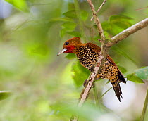 Cinnamon Woodpecker {Celeus loricatus mentalis} perching on branch, Pipeline Road, Soberiana NP, Panama.
