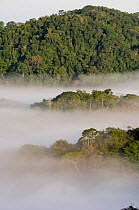 Lowland rainforest landscape at dawn, Soberiana NP, Panama.
