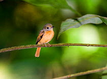 Ruddy-tailed Flycatcher {Terenotriccus erythrurus fulvigularis} perching on branch, Metro Park, Panama City, Panama.