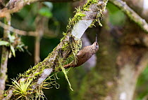 Buff-throated Woodcreeper {Xiphynchus guttatus} on underside of branch, Anton Valley, Panama.