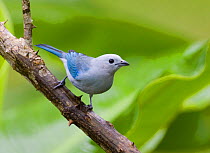 Male Blue-gray tanager {Thraupis episcopus cana} perching on branch, El Valle, Panama.