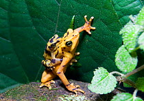 Male Panamanian Golden Frog {Atelopus Zeteki}  mating with larger female, El Valle, Panama.