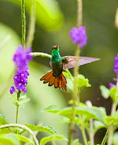 Rufous tailed Hummingbird {Amazilia tzacatl} flying to flower, El Valle, Panama.