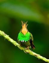 Male Rufous-crested Coquette {Lophornis delattrei} El Valle, Panama.