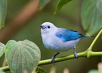 Male Blue-gray Tanager {Thraupis episcopus cana} perching on branch,  El Valle, Panama.