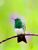 Snowy-bellied Hummingbird {Amazilia edward} El Valle, Panama.