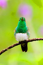 Snowy-bellied Hummingbird {Amazilia edward} portrait, El Valle, Panama.