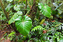 Large leaves of plant in Elfin cloud forest, El Valle, Panama.