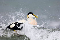 Male Eider duck {Somateria mollissima} swimming in rough sea, Northumberland, UK.