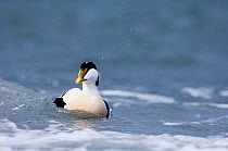 Male Eider duck {Somateria mollissima} at sea, Northumberland, UK.