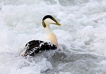 Male Eider duck {Somateria mollissima} swimming in wake of wave, Northumberland, UK.