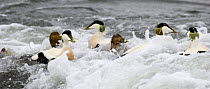 Group of Eider duck {Somateria mollissima} swimming at sea, Northumberland, UK.