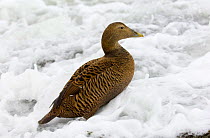 Female Eider duck {Somateria mollissima} standing at sea edge, Northumberland, UK.
