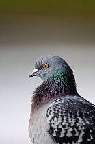 Feral Pigeon head profile, London, UK.