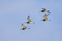 Small flock of Curlew {Numenius arquata} in flight, Northumberland, UK.