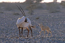 Arabian Oryx {Oryx leucoryx} mother (tagged) with calf in temporary enclosure, Jaaluni, Oman captive