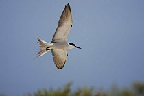 Bridled tern {Sterna anaethetus} in flight, tail spread out, Daymaniyats, Oman