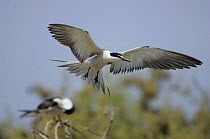 Bridled tern {Sterna anaethetus} in flight, landing,  Daymaniyats, Oman