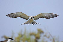 Bridled tern {Sterna anaethetus} in flight, landing position, legs down, Daymaniyats, Oman
