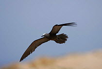 Common noddy {Anous stolidus} in flight, Daymaniyats, Oman