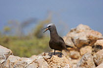Common noddy {Anous stolidus} on rock with bill open, Daymaniyats, Oman