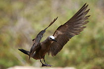 Common noddy {Anous stolidus} landing, Daymaniyats, Oman